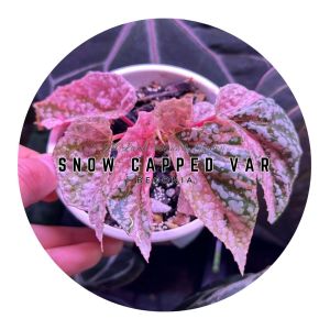 [Begonia] Snow Capped Pink Variegated Premium Selected Home Plant Rare Plants 秋海棠锦