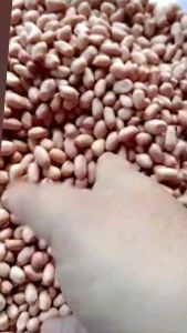 BENIH KACANG TANAH SUPER HIBRIDA (isi 50 Benih)