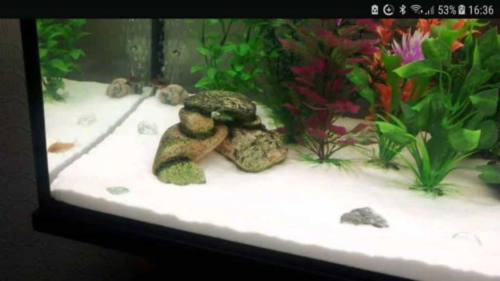 PASIR%20SLICA%20PUTIH%201KG%20%20HALUS%20PASIR%20AQUASCAPE%201%20KG%20SILIKA%20PASIR%20SLIKA%20PUTIH%20PASIR%20AQUARIUM%20-%20Image%202