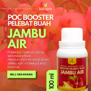Pupuk Pelebat Buah Jambu Air / Pupuk Booster Penyubur Obat Penumbuh Buah Jambu Air Anti Rontok