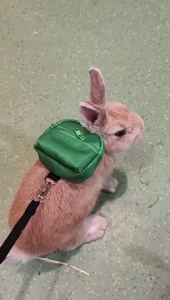 Regulable Rabbits Harnesses Suit Safe Harnesses Leashes Pet Control Harnesses for Outdoor Activity and Safe Pet