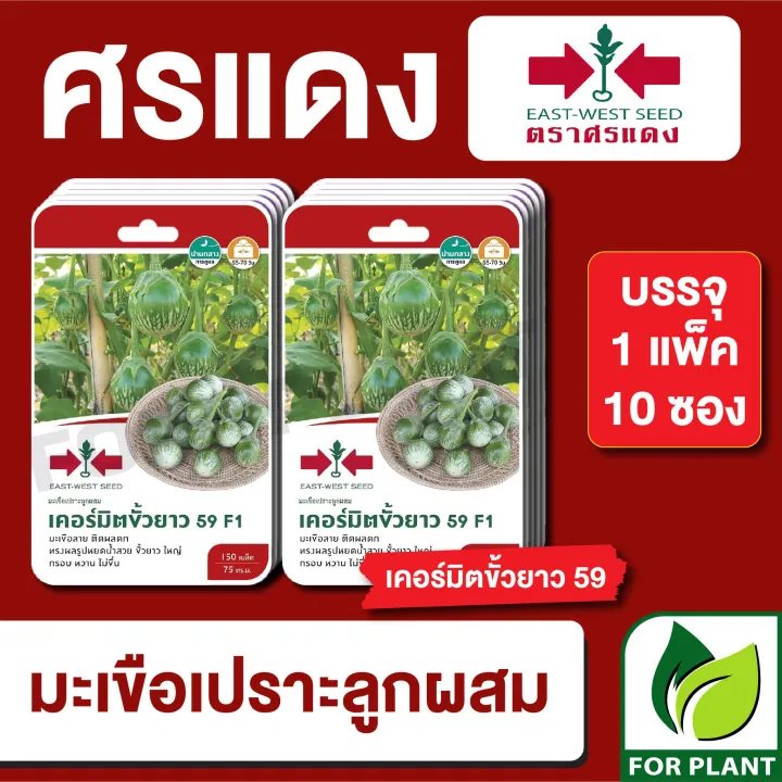 เมล็ดพันธุ์มะเขือคางกบ เคอร์มิตขั้วยาว F1 ตราศรแดง ลูกผสม ผลใหญ่