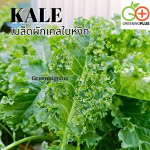 KALE เคลใบหยิก 100ม./ซอง