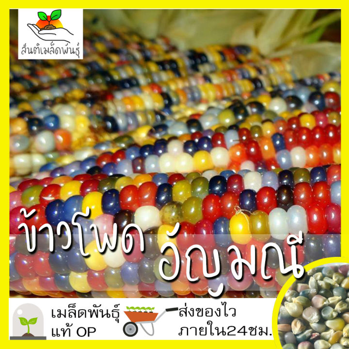 10 อันดับเมล็ดพันธุ์ข้าวโพดพลอย Glass Gem Corn ยี่ห้อไหนดี? อัปเดตปี 2025