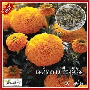 50 เมล็ด ดาวเรืองสีส้ม ดอกใหญ่ เมล็ดดาวเรืองสีส้ม เมล็ดดาวเรือง ดาวเรือง