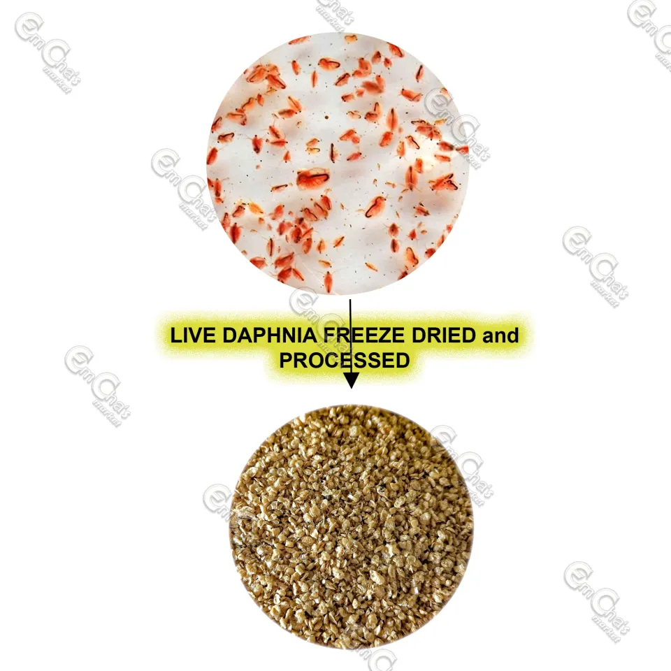 Freeze Dried Daphnia, Fish Food for Freshwater and Marine Aquarium Fish, Inverts