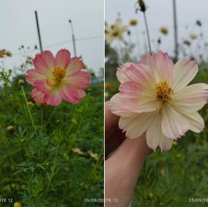 Hạt giống hoa cúc sao nhái thái kép nhiều màu - ( hoa chuẩn màu gói 100 hạt ) - sieuthihatgiongcayf1