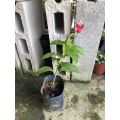 PBN - ruellia rosea - pokok bunga nursery real live outdoor plant tanaman hias luar red flower garden kebun landscape. 