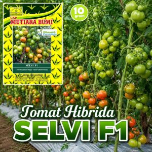 Benih Tomat Selvi F1 Hibrida Tahan Gemini Virus Untuk Dataran Tinggi Isi 10 Gram Cap Mutiara Bumi