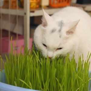 Pet Grass With Soil - Self Grow Kit - Rumput Kucing/Cat Grass Green Growers [Healthy Cat Food]