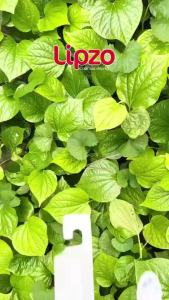 Bàn Chải Đánh Răng Lipzo Sensitive Cao Cấp Chỉ Tơ Nha Khoa Kháng Khuẩn Cho Răng Nhạy Cảm Nướu Yếu