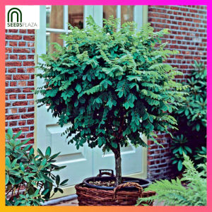 SeedsPLAZA™ - White Acacia Tree Seeds for Planting Flowering Trees (10 Seed) incl. Planting Instruction