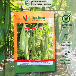 Benih Gambas Oyong Hibrida HILDA F1 10 Gram Asli Cap TIGA DAUN Unggul & Produktif