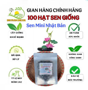 gói 100 hạt sen mini nhật bản