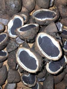 เชื้อเห็ดเผาะ หรือ เห็ดถอบสูตรเข้มข้น คัดแต่ลูกใหญ่แก่ สปอร์สีดํา เพาะเชื้อกับรากต้นไม้อาศัย ถ้าเชื้อเกาะรากต้นไม้แล้วเห็ดก็จะออกมา