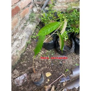Bibit Durian Musangking Super Cepat Berbuah