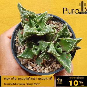 ต้นไม้อวบน้ำ กรามเสือ ฟอคาเรีย ทูเบอร์คูโลซา ซูเปอร์วาตี Faucaria tuberculosa Super Warty #succulent #Faucaria #กรามเสือ