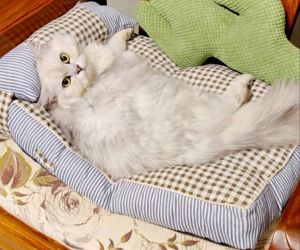 (SG INSTOCK)Pet bed with pillow suitable for cat dog kitten puppies soft and comfortable detachable washable