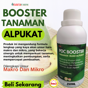 Pupuk perangsang buah alpukatPupuk pelabat buah alpukatPupuk penyubur buah alpukatPupuk alpukat