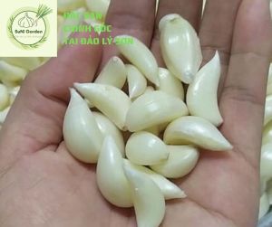TỎI KHÔ LỘT VỎ LÝ SƠN (BÓC VỎ) - CAM KẾT TỎI CHUẨN LÝ SƠN 100%