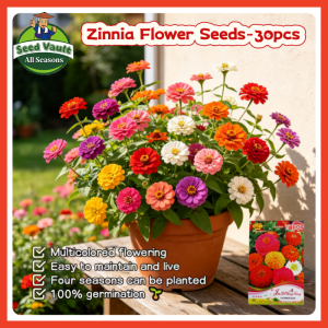 100% Legit High Germination 30pcs Tropical Multi-Petals Zinnia Seeds for Planting Flower Plant Zinnia Flower Seeds for Gardening Balcony Potted Zinnia Flowering Plants Seeds Zinnia Live Plants for Sale Real Zinnia Seedlings Easy To Grow Buto Ng Bulaklak