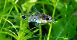 Corydora hastatus | Live animal | wild