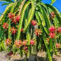 [Easy To Grow In Malaysia] Pitaya Seeds Dragon Fruit Seeds for Planting (Mixed 200 Seeds) Balcony Potted Yellow Dragon Fruit Plant Seeds Dwarf Fruit Plants Red Dragon Fruit Seedlings Home Garden Seeds Bonsai Tree Live Plant Real Plants Benih Pokok Buah. 
