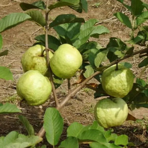 BERBUNGA/BERBUAH...Bibit Buah Jambu Kristal Putih Non Biji Kondisi Berbunga / Berbuah