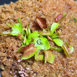 Venus Flytrap Fondue [Dionaea Muscipula Venus Flytrap][Carnivorous Plants][GILAGARDEN]