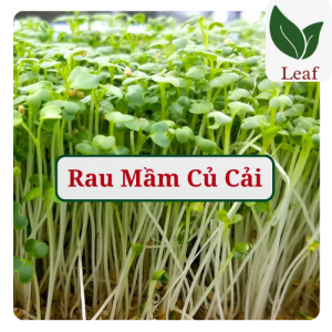 Hạt giống rau mầm củ cải lớn gói 50gr hạt giống leaf