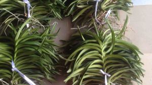 COMBO Nhiều Màu Cây Lan Giống Mokara cao 30-40 Cm (ĐỏVàngTímHồngCam)