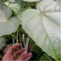 ( 80 Butir ) Benih Biji Pohon Kayu  Balsa Putih | Ochroma Pyramidale. 
