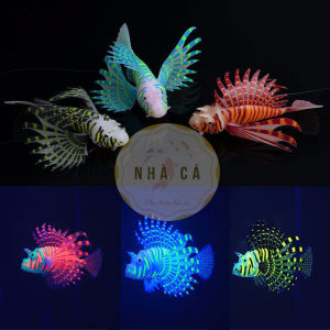 CÁ MAO TIÊN DẠ QUANG - PHỤ KIỆN TRANG TRÍ PHỤ KIỆN HỒ CÁ THỦY SINH