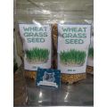 BENIH RUMPUT GANDUM 250 GRAM WHEAT GRASS SEED. 