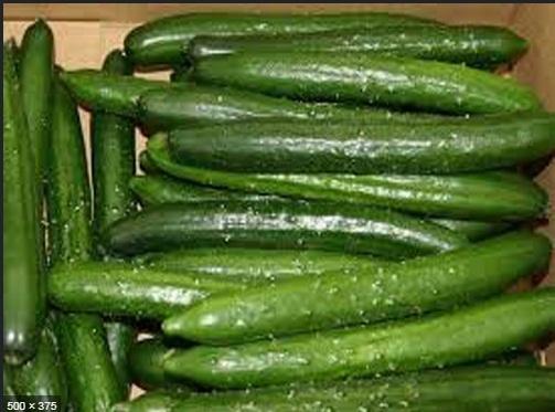 Hạt giống DƯA LEO NHẬT (dưa chuột nhật)