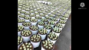 100pcs PVC WHITE SOFT POTS (THICK) (12cm 13cm 14cm 15cm)