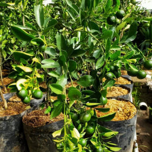 Bibit Jeruk santang madu kondisi berbuah