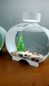 Aquarium Solitare Acrylic Cupang Solitare Ikan Cupang Aquarium Ikan Cupang Ikan Cupang Ikan Cupang Ikan Cupang Ikan Cari Ikan Cupang Cari Ikan Cupang Cari Ikan Cupang Aquarium Ikan Cupang Aquarium Akrilik Ikan Cupang Aquarium Ikan Cupang Unik