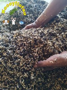 Promo media tanam premium pupuk lengkap paket 5kg