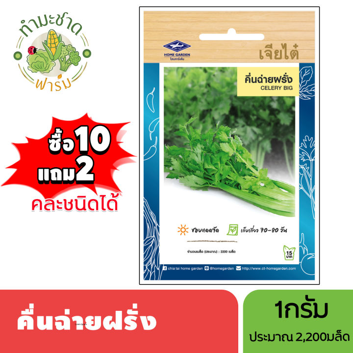 เมล็ดคึ่นฉ่ายฝรั่ง เจียไต๋ แพ็ค 10 แถม 2 สำหรับปลูกผักสวนครัว