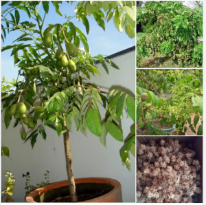 Hạt giống cây ăn trái cóc Thái Lùn ( 1 gói 5 hạt )