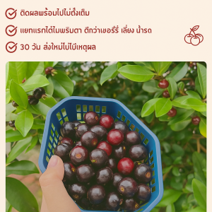 ต้นกล้าอะเซโรลา เสียบยอดและปลูก เลี้ยงง่าย ต้นไม้ใหญ่หายาก ผลไม้ฉ่ำน้ำ ปรับปรุงสิ่งแวดล้อม ต้นกล้าไม้ผล