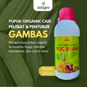 Pupuk Pelebat Buah Gambas / Pupuk Pelebat Buah Oyong / Pupuk Buat Oyong Emes / Pupuk Booster Oyong