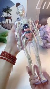Luxury 3G Human Body Model Plastic IY Human Body Science Cognitive Puzzle Toy Childrens Cognitive Toy Montessori Transparent Construction Childrens Skeleton Model