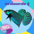 ปลากัดมหาชัย สีเขียว เป็นปลากัดลูกช้อนจากป่าของแท้ มีขาย ทั้งตัวผู้และเมีย สามารถเลือก ที่ต้องการได้ครับ ขนาดตัว เล็ก กลาง. 