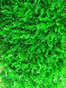 Cỏ Nhân Tạo Tai Chuột Kích Thước 40x60cm Cỏ Trang Trí Tường Bể Cá Tiểu Cảnh