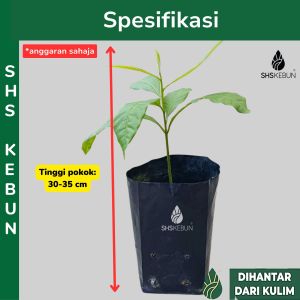 Pokok Buah Abiu Star Apple 黄金果· 树苗 Ciku Australia Buah Kuning Caimito Live Plant SHS Kebun