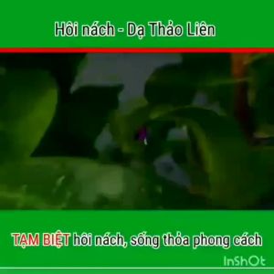 Hôi nách Dạng Bột Dạ Thảo Liên liên