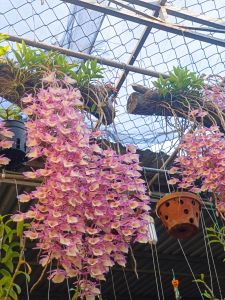 Combo 10  Cây giống Hoa lan Thiên Cung Lữ Bố đang có nụ hoa