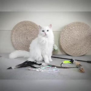 Interactive Pet Toy Feather Detail Pet Supplies Feather Cat Teaser Wand Replacement Heads Series Fairy Wand Cat Toy dog and cat activity toy chew and play toy for Cats Dogs and Pet Owners